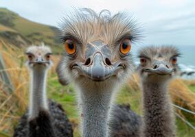 ai gerado três avestruzes Veja às a Câmera. uma grupo do avestruzes ficar de pé perto uma cerca foto