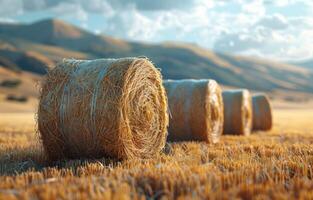 ai gerado feno fardos em a campo depois de colheita agrícola panorama foto