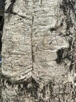 latido do árvore textura. abstrato fundo e textura latido do árvore dentro a floresta natural fundo e textura para Projeto. foto
