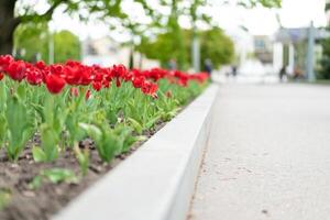 vermelho tulipa flores fundo ao ar livre foto