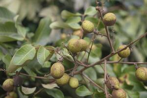 longan fruta é aproximadamente maduro em a árvore foto