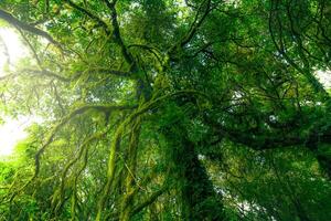 verde árvore floresta com musgo em árvore galhos. natural carbono capturar. sustentável floresta gerenciamento. árvores absorver carbono dióxido. natural carbono afundar. meio Ambiente dia e mundo meio Ambiente dia conceito foto