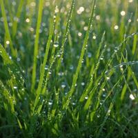 ai gerado uma fechar-se do gotas de orvalho brilhante em lâminas do Relva dentro a cedo manhã luz foto