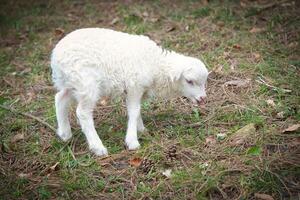 Páscoa Cordeiro em pé em uma verde Prado. branco lã em uma Fazenda animal em uma Fazenda foto