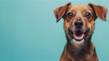 ai gerado feliz sorridente cachorro em azul fundo foto