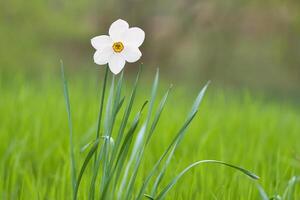 narcisos às Páscoa Tempo em uma Prado. amarelo branco flores brilho contra a Relva foto