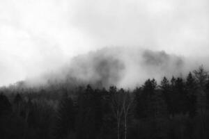 nebuloso floresta em uma montanha dentro a Elba arenito montanhas. sombrio atmosfera foto