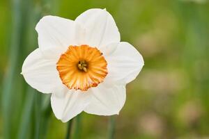 narcisos às Páscoa Tempo em uma Prado. amarelo branco flores brilho contra a Relva foto