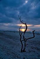 pôr do sol em a de praia do a báltico mar. amor árvore, arbusto dentro a areia em a oeste de praia foto