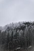 Visão do a mais grosseiro Zschirnstein com coberto de neve árvores e dentro a névoa, em a cume foto