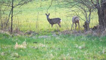 veado às uma Prado, atento e alimentando. escondido entre a arbustos. animal foto