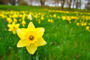 narcisos às Páscoa Tempo em uma Prado. amarelo flores brilho contra a verde Relva foto