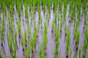 panorama recentemente plantado arroz arroz Campos em montanha com nebuloso dentro a interior, chiangmai província do tailândia. viagem dentro vegetação tropical chuvoso estação conceito foto