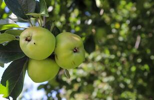 maçãs verdes em um galho pronto para ser colhido com foco seletivo e bokeh suave foto