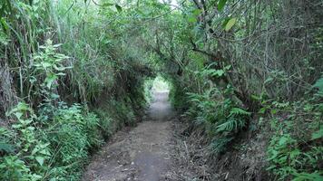 uma caminho cercado de arbustos torna-se uma corredor foto