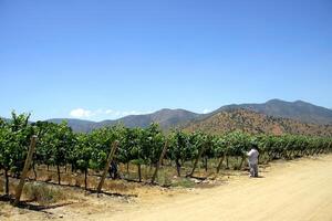 paisagens e detalhes do a lindo vinhas do Chile foto