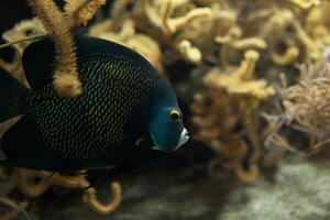 peixes dentro aquário ou reservatório ubder água em peixe Fazenda foto