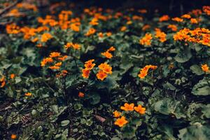 amarelo flores em uma Sombrio verde borrado fundo. foto