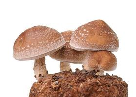 saco de cogumelos em fundo branco foto