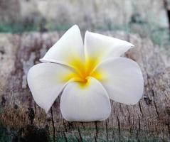 flor de frangipani em madeira foto