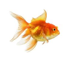 peixe dourado isolado no fundo branco foto