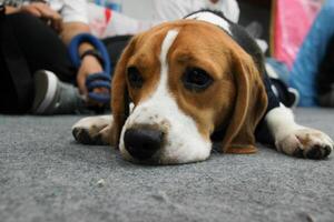 fechar acima adorável beagle cachorro olhando acima com fofa face deitar baixa em a chão perto pessoas pés foto