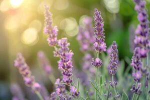 ai gerado seletivo foco em lavanda flor dentro flor jardim lavanda flores aceso de luz solar foto