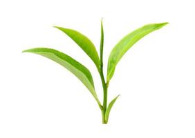 folha de chá verde isolada no fundo branco