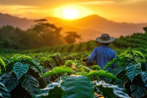 ai gerado pôr do sol café campo agricultura foto