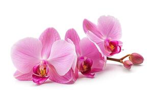 ai gerado Rosa orquídea. adorável tropical flor isolado em branco. Salve  caminho. foto