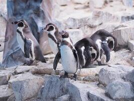 pinguim dentro a Lima jardim zoológico. foto