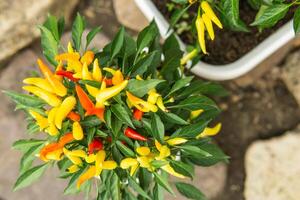 crescendo Pimenta dentro uma Panela dentro a Jardim do uma país casa. jardinagem e país vida. foto