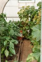pepinos aguentar em uma ramo dentro a estufa. a conceito do jardinagem e vida dentro a país. foto