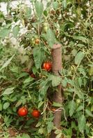 tomates estão suspensão em uma ramo dentro a estufa. foto