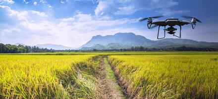 paisagem de fundo arroz amarelo ouro. durante a época de colheita. Tailândia asiática foto