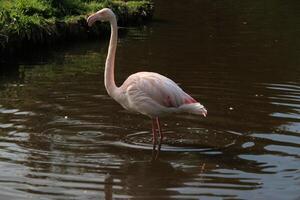 um close-up de um flamingo foto