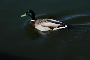 um close-up de um pato-real foto