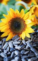 ai gerado girassol sementes espalhados em uma rústico mesa com girassóis dentro flor foto