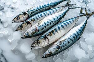 ai gerado fresco cavalinha peixe em gelo para saudável comendo. foto