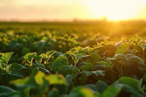 ai gerado amadurecimento soja campo dentro verde agrícola panorama. foto