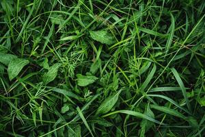 ai gerado alta resolução topo Visão do gramíneo campo com plantas e ervas daninhas, natural fundo textura. foto