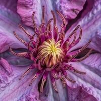 ai gerado exótico clematis fechar acima com estame detalhe foto