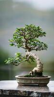 ai gerado bonsai árvore dentro tradicional Panela foto