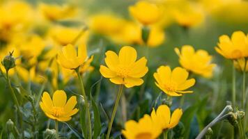 ai gerado lindo botão de ouro dentro natureza Primavera panorama com selvagem amarelo botões de ouro foto