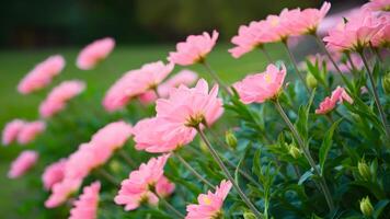 ai gerado jardinagem conceito borrado fundo com cravo-da-índia flores dentro verão jardim foto