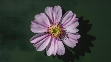 ai gerado roxa tolet flor estames sombras em Sombrio verde fundo foto