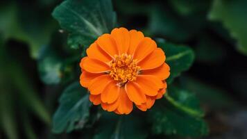 ai gerado florescendo laranja Panela calêndula flor carrinhos Fora dentro isolamento foto
