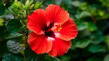 ai gerado hibisco vermelho flor isolado em imaculado branco fundo foto