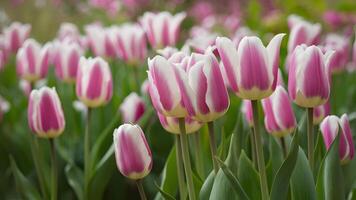 ai gerado Primavera borrado fundo com ultra tolet branco tulipas, vibrante foto