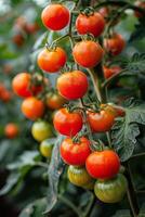 ai gerado grupo do tomates suspensão a partir de uma árvore foto